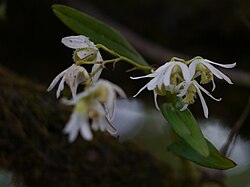 Dendrobium nanum Hook.f. (21257825733).jpg