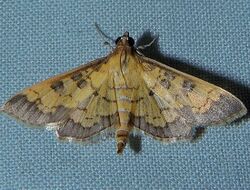 Diacme elealis - Paler Diacme Moth (15872915129).jpg