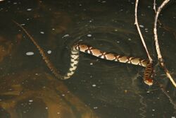 Diamond-back Water Snake (Sinonatrix aequifasciata) 環紋游蛇.jpg