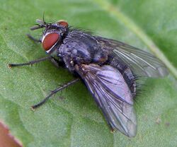 Diptera-Tachinidae-Pales-pavida-201206040029.JPG