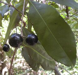 Elaeodendron melanocarpum fruit.jpg