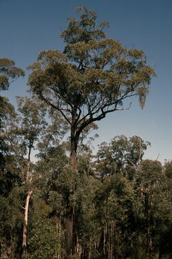Eucalyptus melanoleuca.jpg