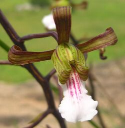 Eulophia petersii flower.jpg