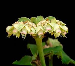 Euphorbia biselegans1.jpg