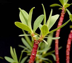 Euphorbia dendroides4 ies.jpg