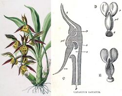 plant with thick green leaves and yellow and brown flowers, next to drawing showing a section through a flower