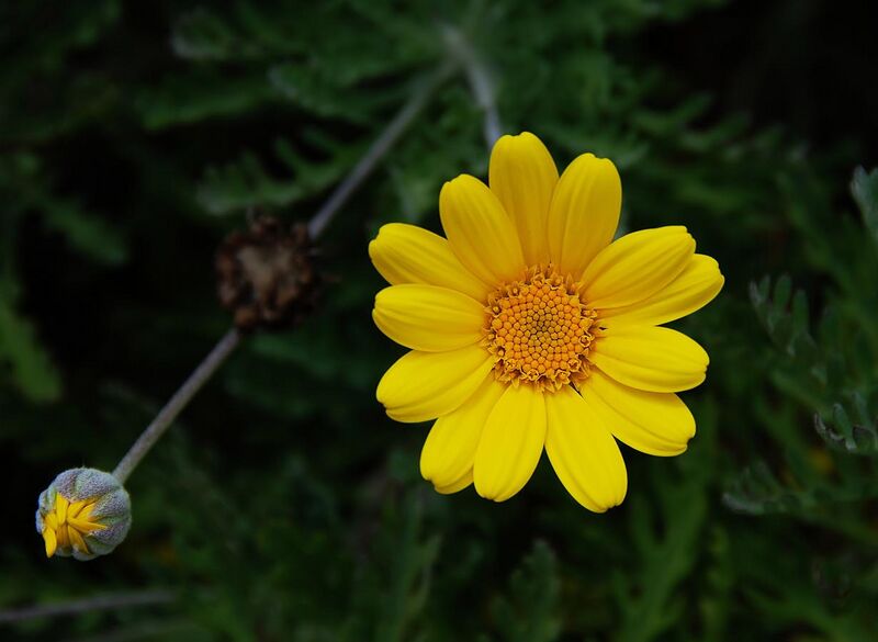 File:Flower and bud of yellow chamomile (Anthemis tinctoria).jpg