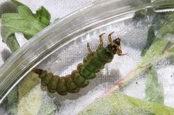 Freeliving caddisfly larva, Rhyacophila fuscula (27703171262).jpg