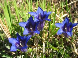 Gentiana clusii02.jpg