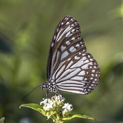 Glassy tiger (Parantica aglea aglea) female underside.jpg