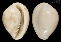 Granulina minusculina (MNHN-IM-2000-614).jpeg