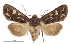 Graphania chlorodonta female.jpg