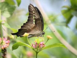 Graphium codrus (1).JPG