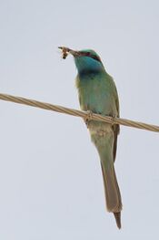 Green bee-eater with a bee.jpg