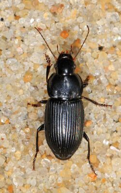 Ground Beetle - Anisodactylus harrisii, Chincoteague National Wildlife Refuge, Chincoteague, Virginia.jpg