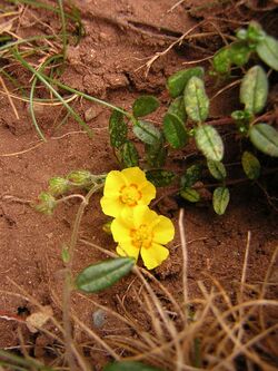 Helianthemum nummularium1.jpg