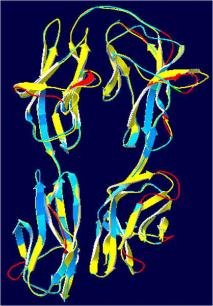 File:Hemolin and neuroglian 3D.png