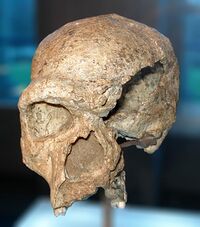 Homo steinheimensis, holotype.jpg