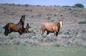 Two horses in a field. The one on the left is a dark brown with a black mane and tail. The one on the right is a light red all over.