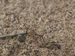 Inyo threadplant, Nemacladus sigmoideus (31261580013).jpg