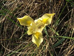 Iris humilis subsp arenaria 2.jpg