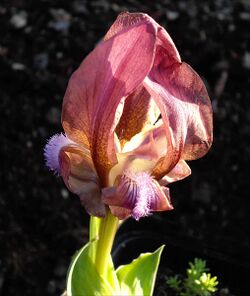 Iris suaveolens 2.JPG