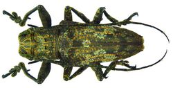 Ischioplites metutus (Pascoe, 1859) (6009066686).jpg