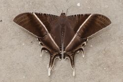 Kuala Lumpur Malaysia Tropical-Swallowtail-Moth-01.jpg