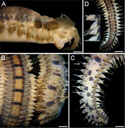 Lepidasthenia loboi holotype.jpg