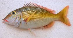 Lethrinus atkinsoni JNC1742 - MNHN 2006-1636.JPG