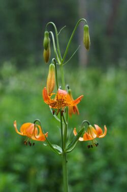 Lilium kelleyanum (4).jpg