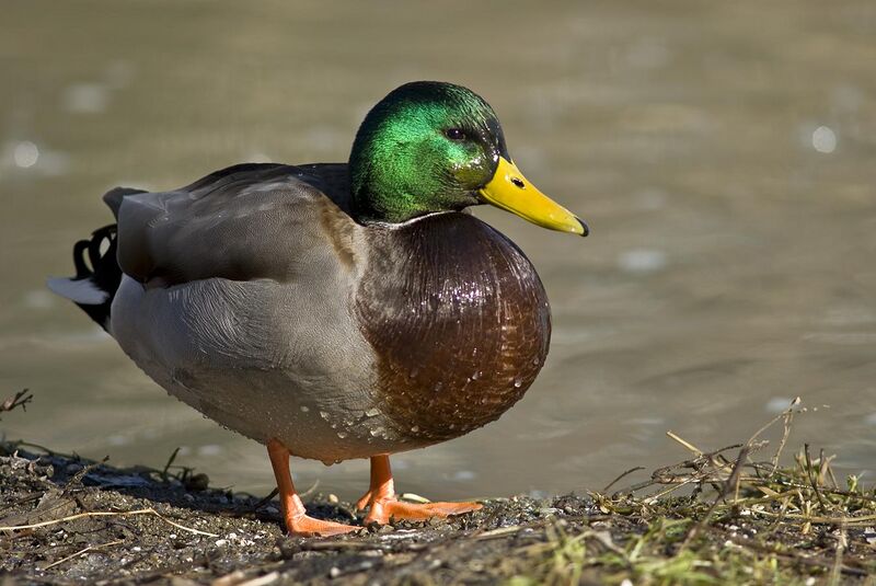 File:Male mallard duck 2.jpg
