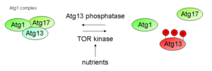 Molecular mechanism of Atg1 complex