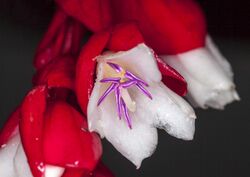 Medinilla waterhousei (Tagimoucia flower) (31175387024).jpg
