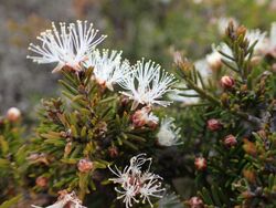 Melaleuca haplantha 01.jpg