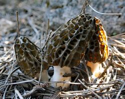 Morchella dunalii (26.3.17-Cyprus) 1.jpg