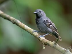 Myrmotherula minor - Salvadori's antwren (male); São Sebastião; São Paulo, Brazil.jpg