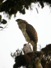New Guinea Eagle.jpg