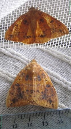 Noctuidae-Heliophisma.klugii.jpg