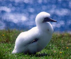 Norfolk Island Gannet chick.jpg