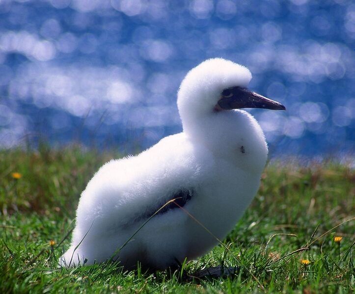 File:Norfolk Island Gannet chick.jpg