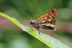 Northern chequered skipper (Carterocephalus silvicola) female underside.jpg