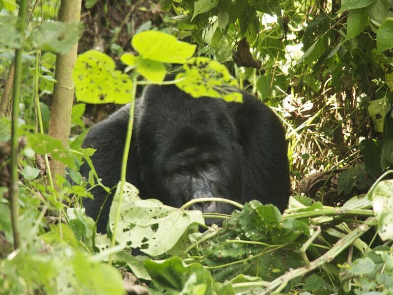 File:Oruzogo Mountain Gorilla (6734894191).jpg