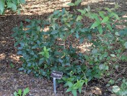 Osmanthus yunnanensis - J. C. Raulston Arboretum - DSC06158.JPG