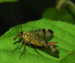 Panorpa communis 2006-07-11.jpg