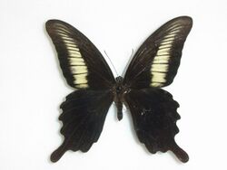 Papilio oenomaus Godart, 1819.JPG