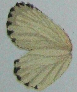 Pentila tachyroides u.JPG