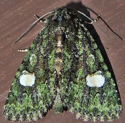 Phosphila miselioides – Spotted Phosphila Moth.jpg