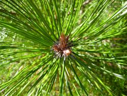 Pinus densata bud.jpg