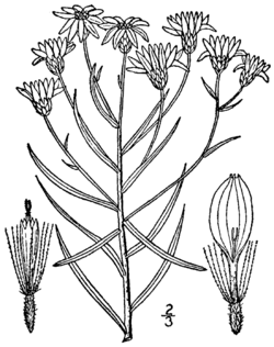 Pityopsis falcata BB-1913.png